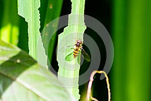 Marmalade hoverfly Episyrphus balteatus resting on the leaf of a yellow iris plant