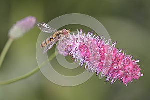 Marmalade hoverfly - Episyrphus balteatus with Sanguisorba