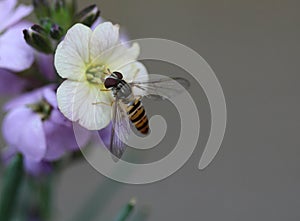marmalade hoverfly or Episyrphus balteatus sitting on flower in the garden