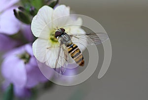 marmalade hoverfly or Episyrphus balteatus sitting on flower in the garden