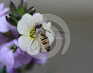 marmalade hoverfly or Episyrphus balteatus sitting on flower in the garden