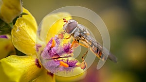 Marmalade Hoverfly, Episyrphus balteatus on Verbascum