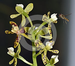 Marmalade Hoverfly on Exotic Orchid