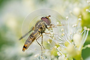 A marmalade hoverfly feeding on a flower