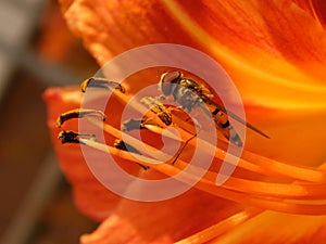 Marmalade hoverfly feeding in large orange flower