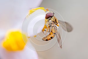 Marmalade hoverfly on a flower eating pollen
