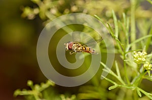 Marmalade hoverfly flying by plants in the bush