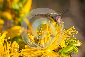 Marmalade hoverfly frontal portrait