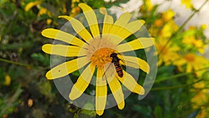 Marmalade Hoverfly on a Golden Shrub Daisy 04 Slow Motion