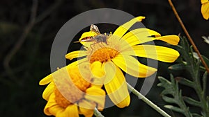 Marmalade hoverfly on a golden shrub daisy slow motion