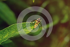 Marmalade hoverfly on green leaf