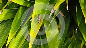 Marmalade Hoverfly on Green Leaves 01 Slow Motion