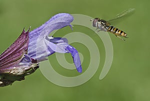 Marmalade hoverfly hovering before a sage flower