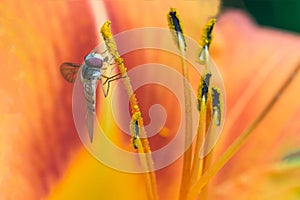 Marmalade hoverfly on an Orange day-lily flower