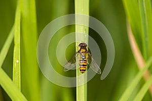 Marmalade Hoverfly resting on a grass stalk