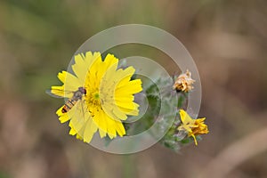 Marmalade Hoverfly Resting On Yellow Plant