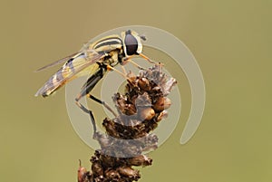 Marmalade Hoverfly sitting on dry flower at dusk