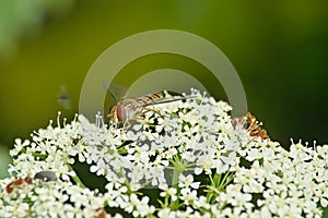 Marmalade hoverfly on a wild carrot flower