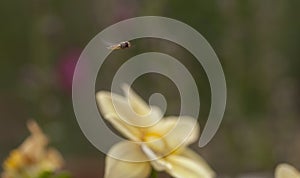 Marmalede Hoverfly Episyrphus balteatus in flight photo