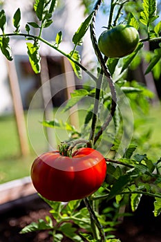 Fresco pomodori giardino 