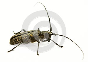 Marmorated Longhorn Beetle (Monochamus sutor)