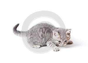 Marmoreal british kitten isolated on white