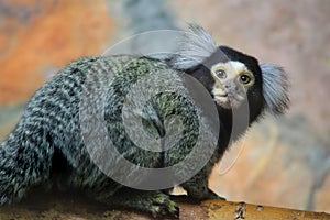 Marmoset