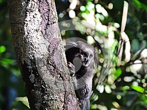 marmoset alone in a tree