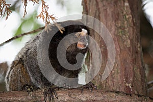 Marmoset-of-black-tufted