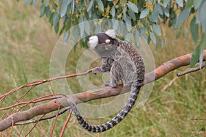 Marmoset on branch photo