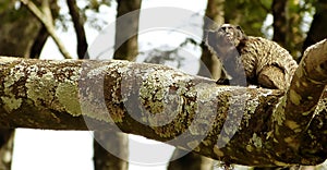 Marmoset .Callithrix penicillata photo