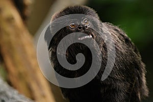 Marmoset monkey photo