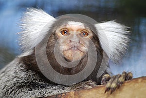 Marmoset monkey