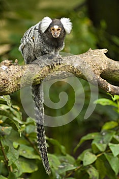 Marmoset monkey on a branch