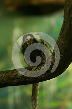 Marmoset monkey on a branch