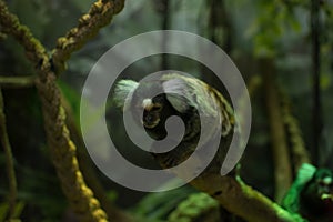 Marmoset monkey on a branch