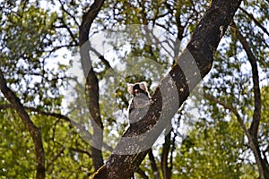 Marmoset monkey, Callithrix jacchus, photographed on a tree on a farm in the interior of the State of Sao Paulo, Brazil