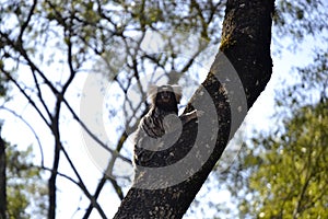 Marmoset monkey, Callithrix jacchus, posing for the camera in a tree on a farm in the interior of the State of Sao Paulo, Brazil,