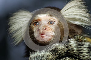 Portrait of Marmoset monkey