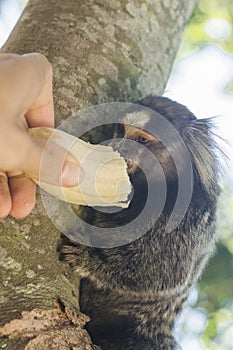 Marmoset monkey eating banana