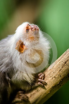 Marmoset monkey portrait in forest photo