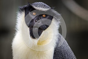 Marmoset monkey portrait photo