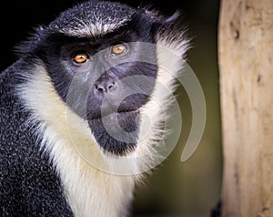 Marmoset monkey portrait photo