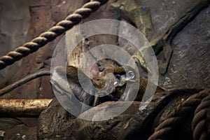 Marmoset monkey portrait in zoo indoor