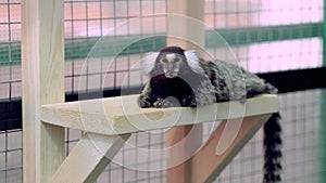 Marmoset monkey sits and eats an Apple looking into the camera