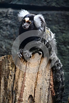 A Marmoset