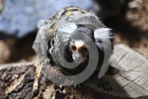 A Marmoset photo