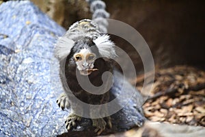 A Marmoset