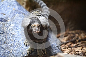 A Marmoset