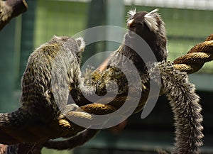 Marmosets